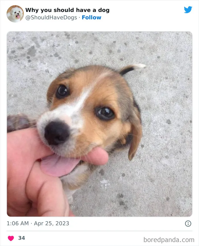 This Twitter Account Shares Pictures That Show Your Life Is Never Boring When You Have A Dog (50 Pics)