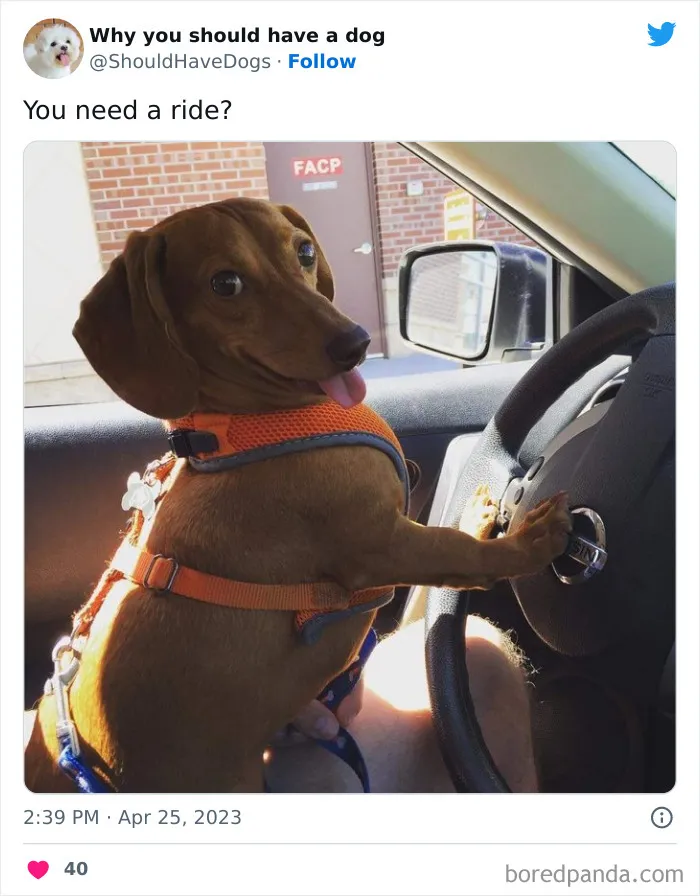 This Twitter Account Shares Pictures That Show Your Life Is Never Boring When You Have A Dog (50 Pics)