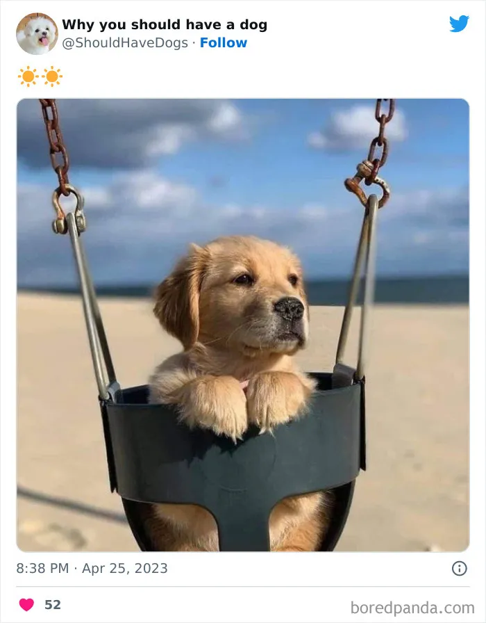 This Twitter Account Shares Pictures That Show Your Life Is Never Boring When You Have A Dog (50 Pics)