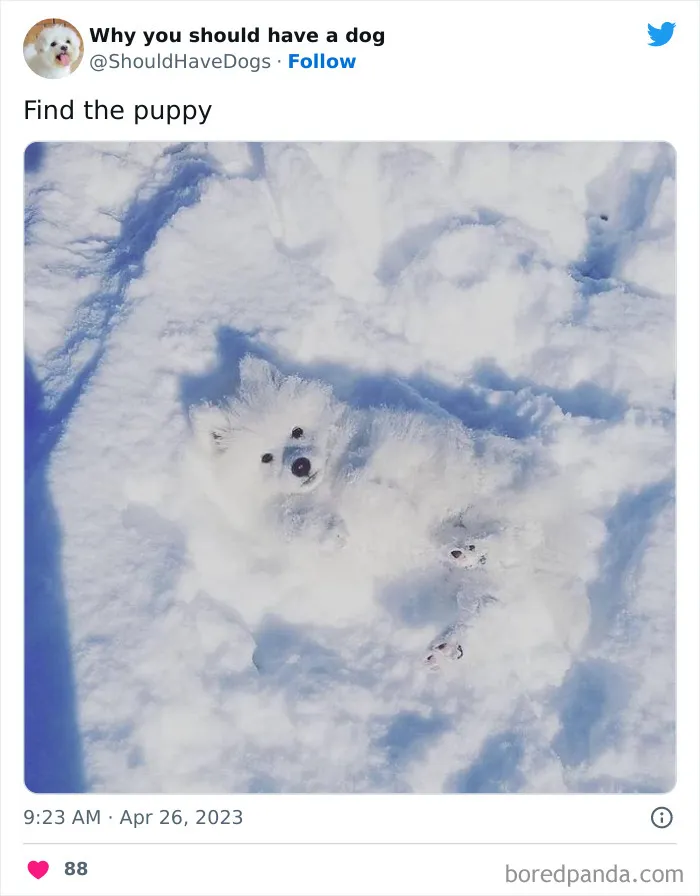 This Twitter Account Shares Pictures That Show Your Life Is Never Boring When You Have A Dog (50 Pics)