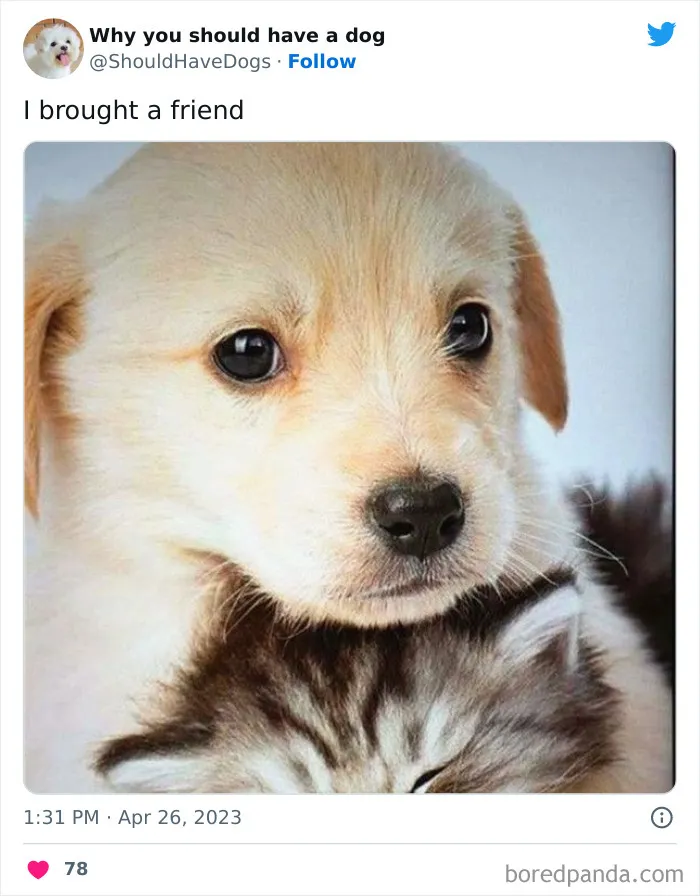 This Twitter Account Shares Pictures That Show Your Life Is Never Boring When You Have A Dog (50 Pics)