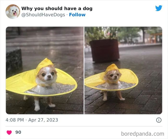 This Twitter Account Shares Pictures That Show Your Life Is Never Boring When You Have A Dog (50 Pics)