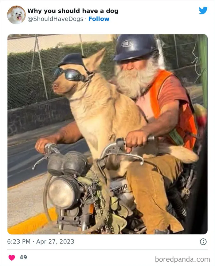 This Twitter Account Shares Pictures That Show Your Life Is Never Boring When You Have A Dog (50 Pics)