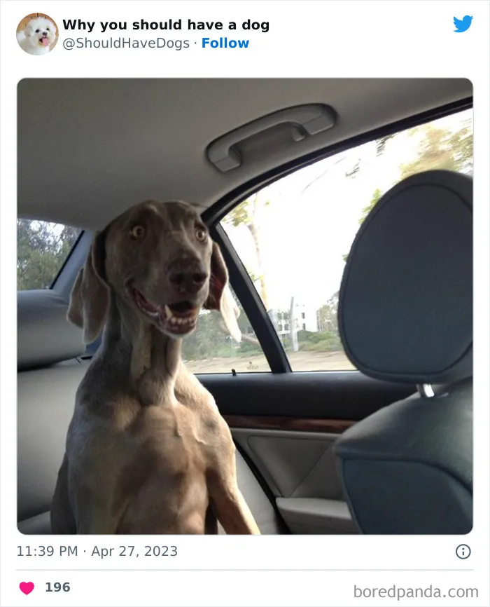 This Twitter Account Shares Pictures That Show Your Life Is Never Boring When You Have A Dog (50 Pics)