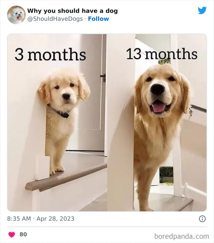 This Twitter Account Shares Pictures That Show Your Life Is Never Boring When You Have A Dog (50 Pics)