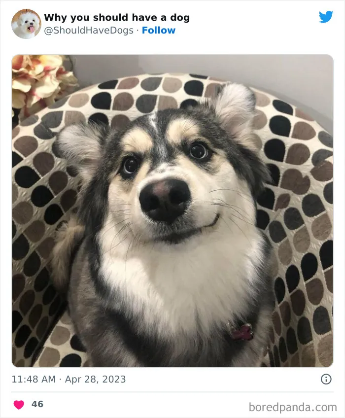 This Twitter Account Shares Pictures That Show Your Life Is Never Boring When You Have A Dog (50 Pics)