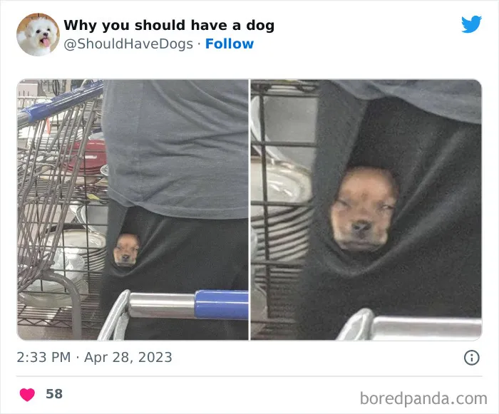This Twitter Account Shares Pictures That Show Your Life Is Never Boring When You Have A Dog (50 Pics)