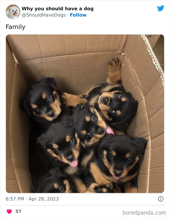 This Twitter Account Shares Pictures That Show Your Life Is Never Boring When You Have A Dog (50 Pics)