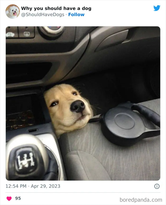 This Twitter Account Shares Pictures That Show Your Life Is Never Boring When You Have A Dog (50 Pics)