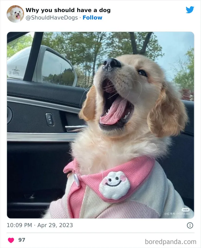 This Twitter Account Shares Pictures That Show Your Life Is Never Boring When You Have A Dog (50 Pics)