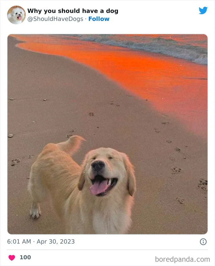 This Twitter Account Shares Pictures That Show Your Life Is Never Boring When You Have A Dog (50 Pics)