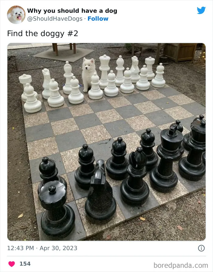 This Twitter Account Shares Pictures That Show Your Life Is Never Boring When You Have A Dog (50 Pics)