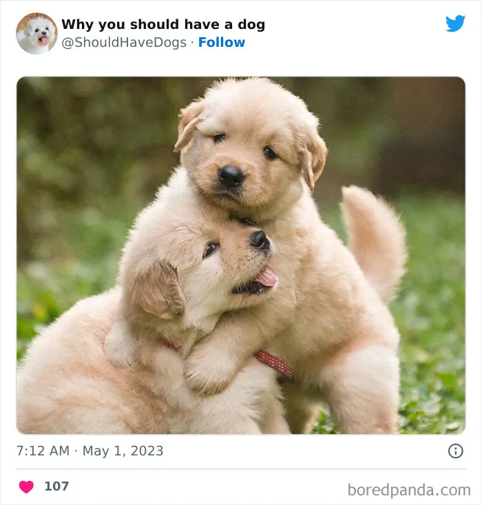 This Twitter Account Shares Pictures That Show Your Life Is Never Boring When You Have A Dog (50 Pics)