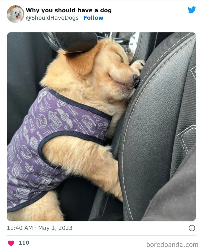 This Twitter Account Shares Pictures That Show Your Life Is Never Boring When You Have A Dog (50 Pics)