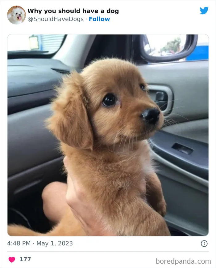 This Twitter Account Shares Pictures That Show Your Life Is Never Boring When You Have A Dog (50 Pics)
