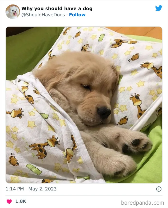This Twitter Account Shares Pictures That Show Your Life Is Never Boring When You Have A Dog (50 Pics)