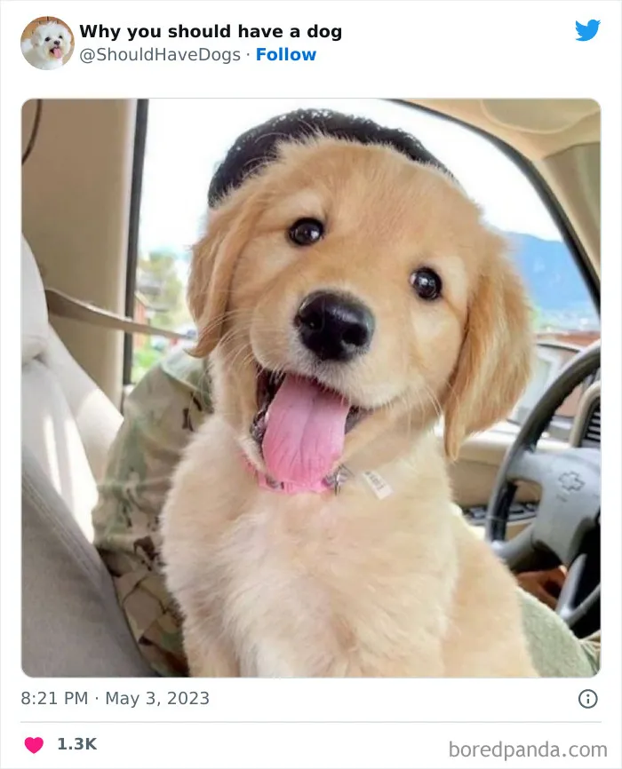 This Twitter Account Shares Pictures That Show Your Life Is Never Boring When You Have A Dog (50 Pics)
