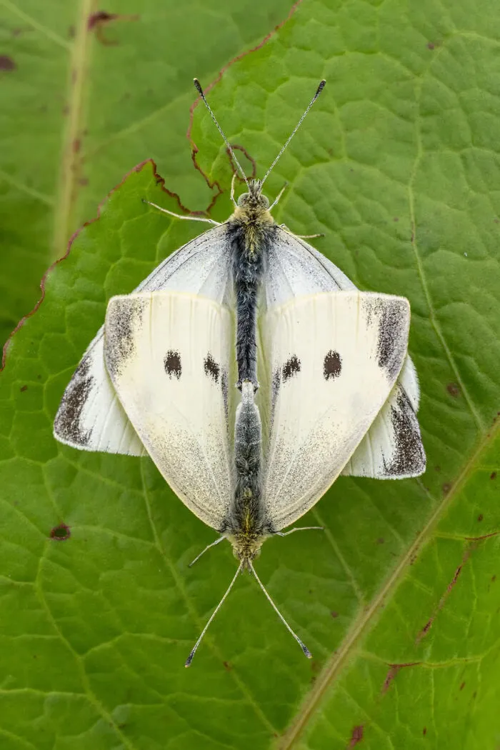 Photograph By  Jamie Smart/Royal Entomological Society