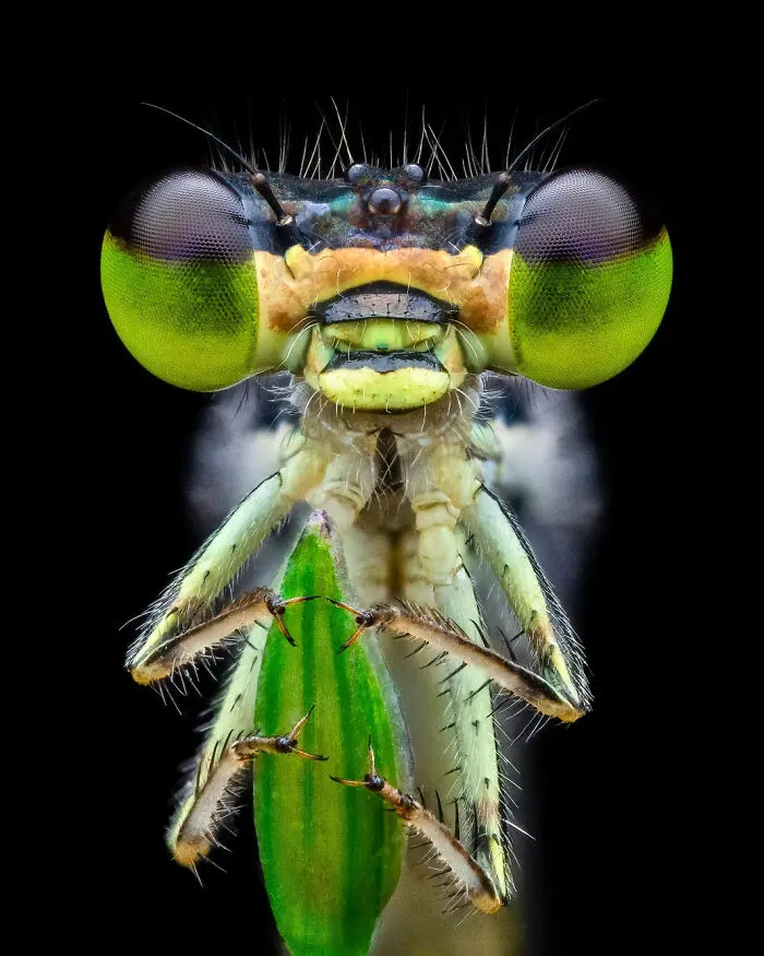 Photograph By  Benjamin Salb/Royal Entomological Society