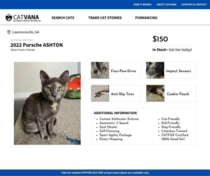 These 12 Shelter Cats Are Advertised As Cars For Sale, And The Result Is Hilarious