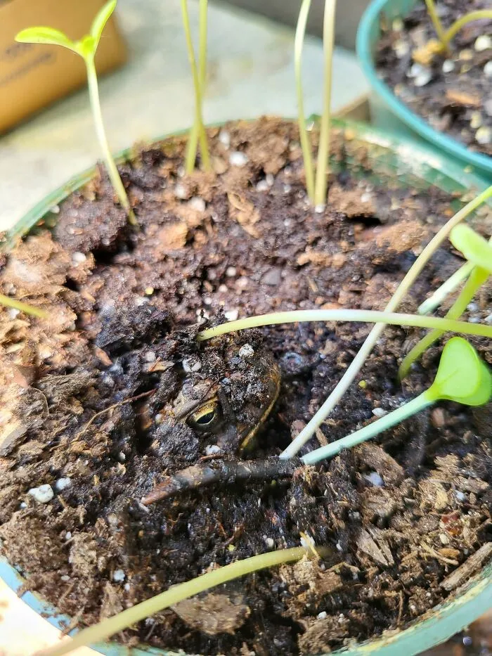 I Found This Grumpy Guy Burrowing In My Zinnia Sprouts!