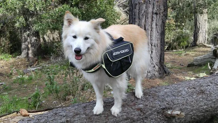 My Favorite Hiking Partner (R.i.p. 01/14/2023)
