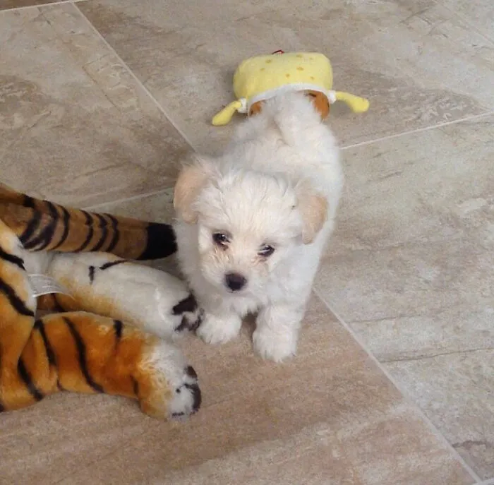 Leo, He Is Currently 8 Years Old, This Is Him When He Was 2 Months Old