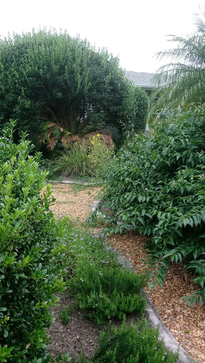 My Backyard Garden