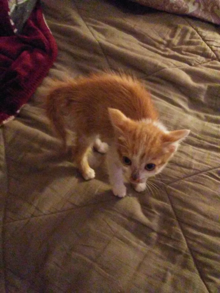 Squeakers