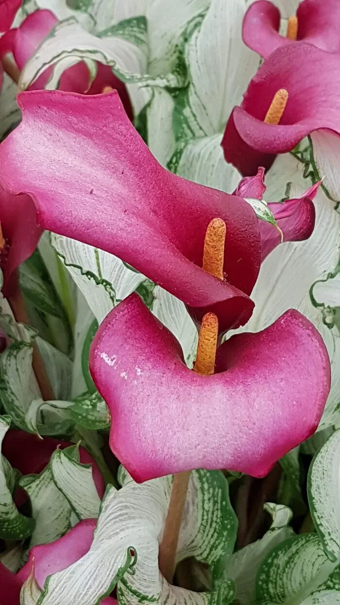 Calla Lillies