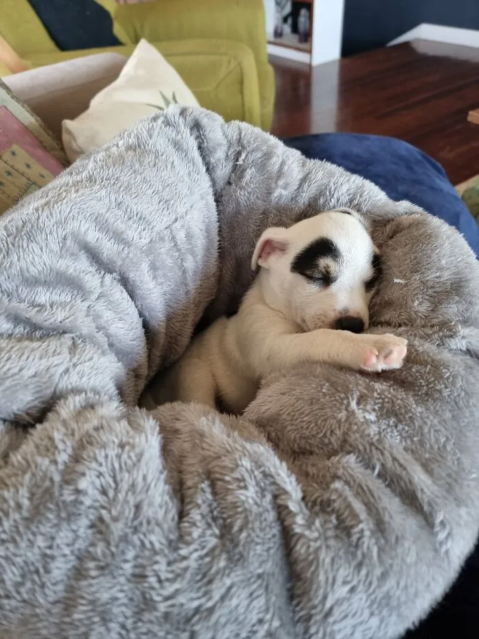 Dougal