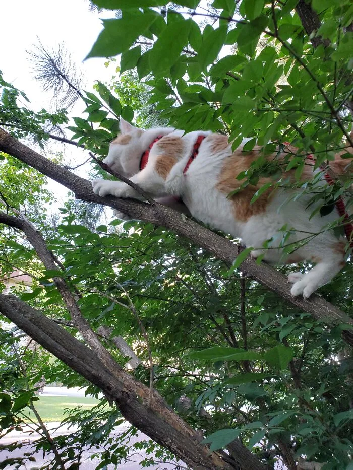 Chasing A Squirrel