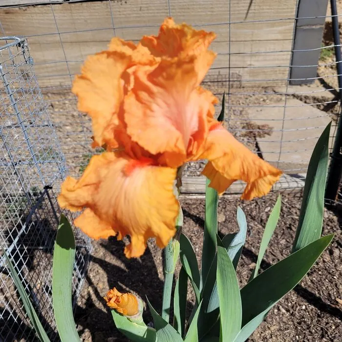My Favorite Iris