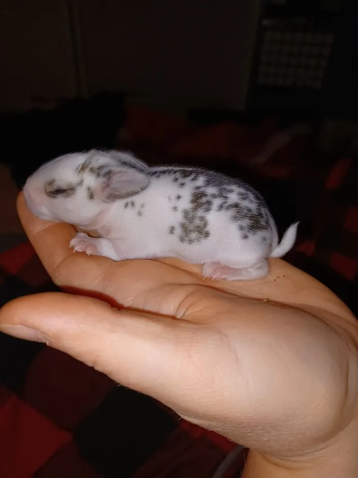 Baby Bunny