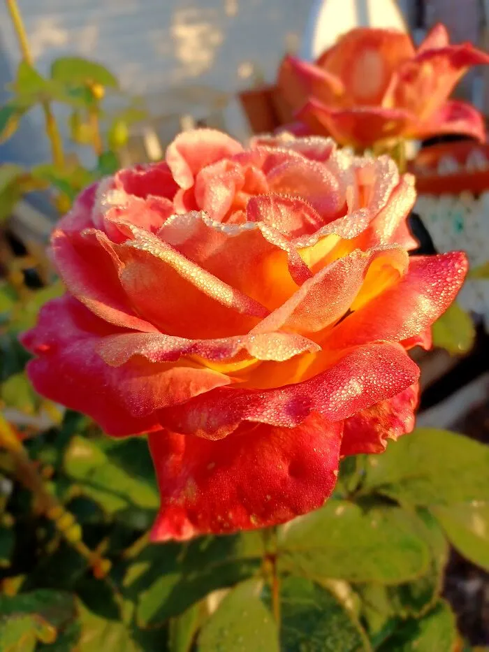 Nature's Gift