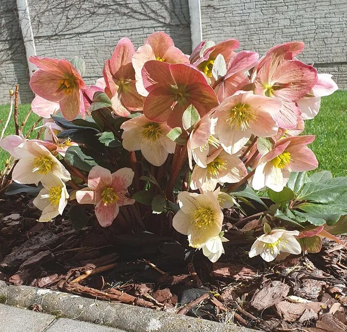 Helleborus