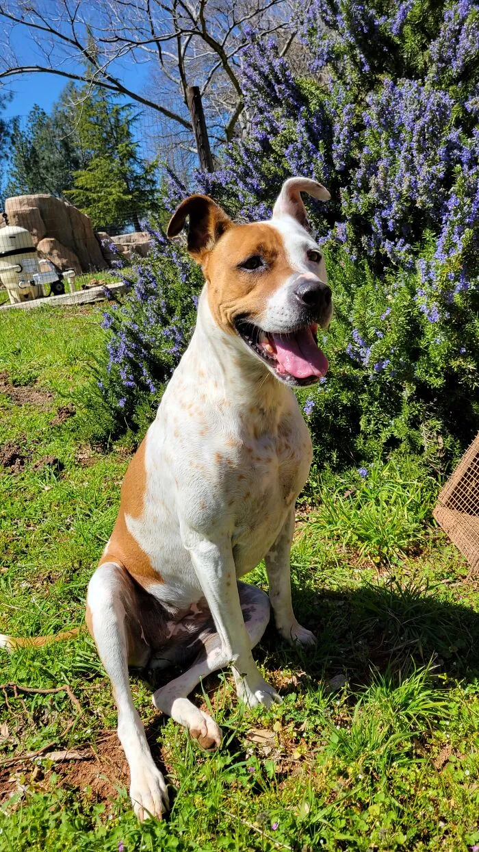 It Was Hard To Narrow Down, But My Dog Just Looks So Happy In This One!