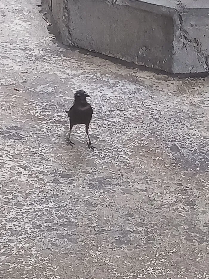Common Grackle