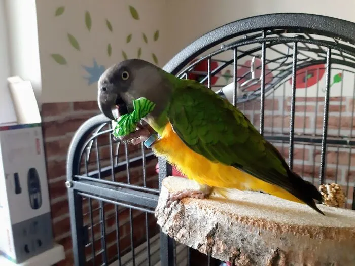 Colored Wall Stickers To Protect The Wall From Messy-Eating Parrots. Easy To Clean And Funny :) (Photo: My Parrot & His Cage)