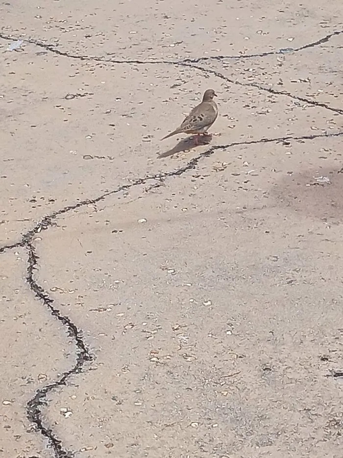 Mourning Dove