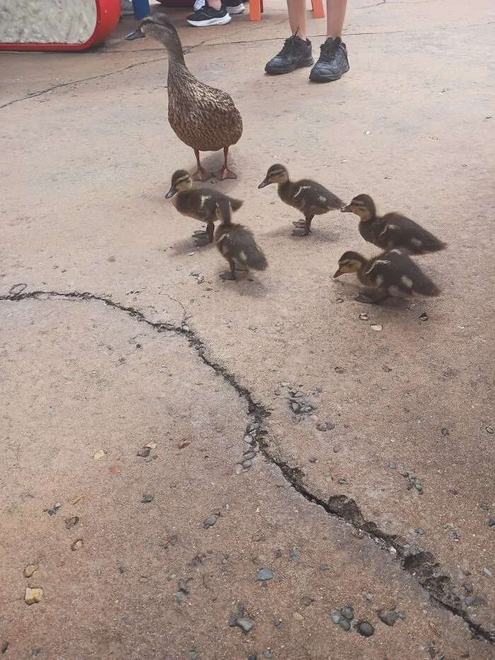 Mallard And Her Babies