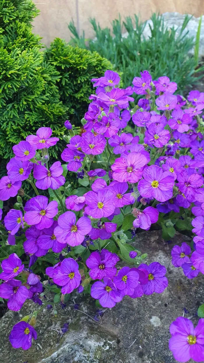 Aubrieta