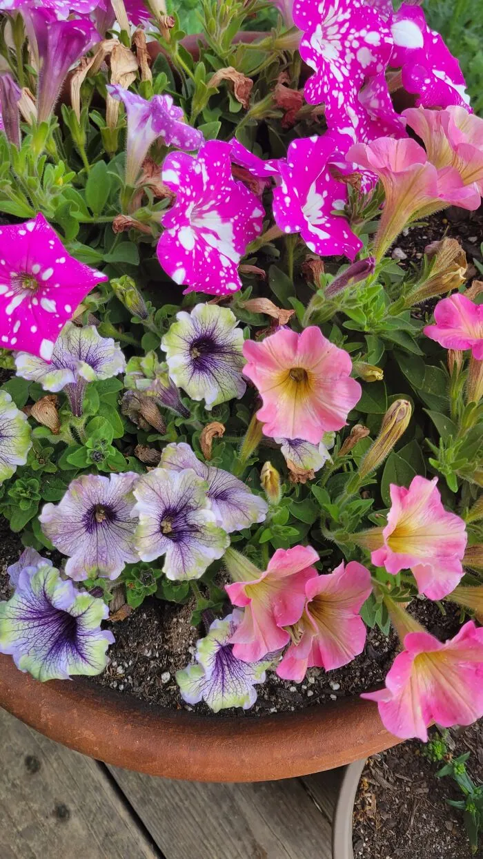 Fun Petunias