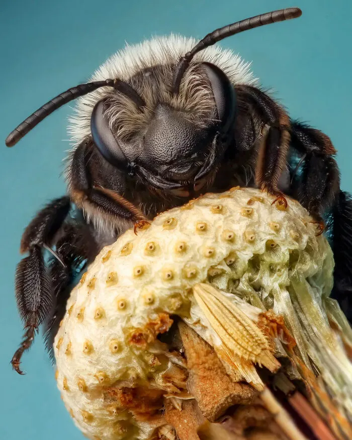 Photograph By  Rory Lewis/Royal Entomological Society