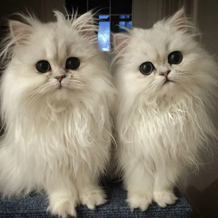 Milk & Oreo