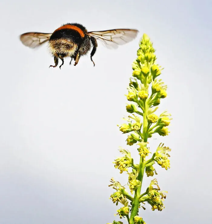 Photograph By Raymond J Cannon/Royal Entomological Society