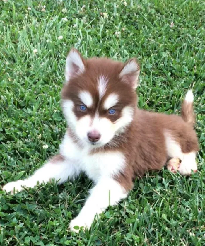 Lobo