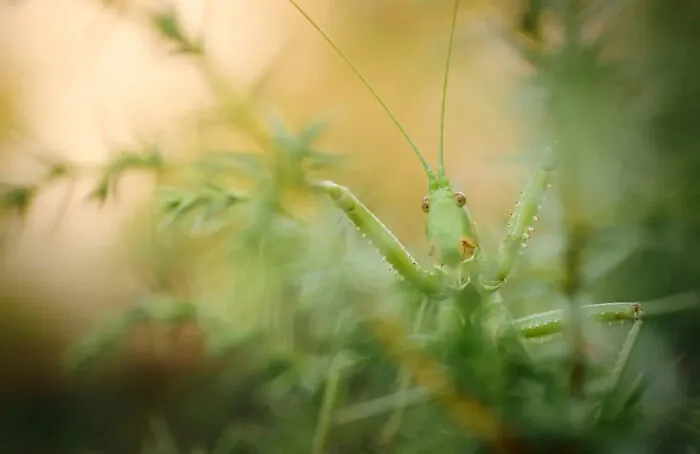 Photograph By Rosa Dunbar/Royal Entomological Society