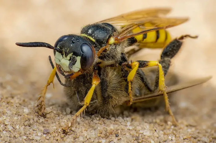 Photograph By  Rory Lewis/Royal Entomological Society
