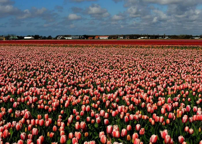 Netherlands